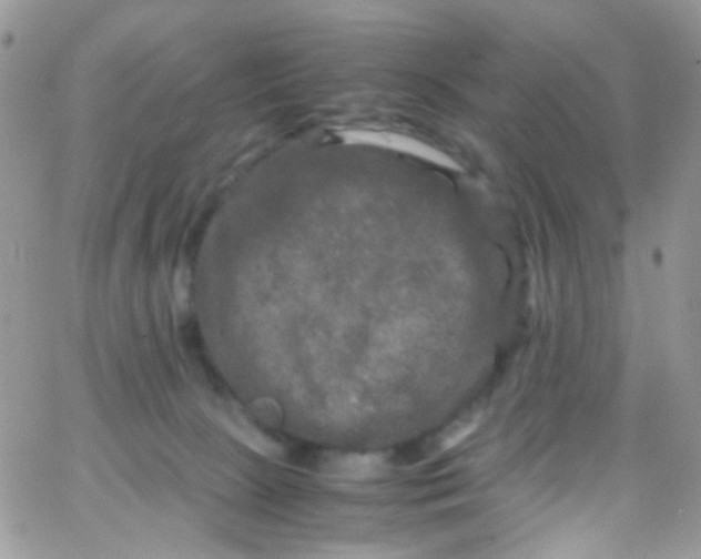 X0000066000081200603172216