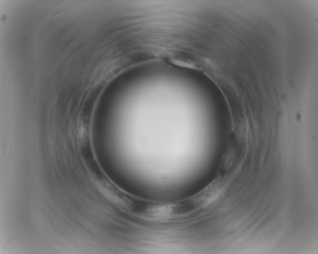 X0000066000084200603172216
