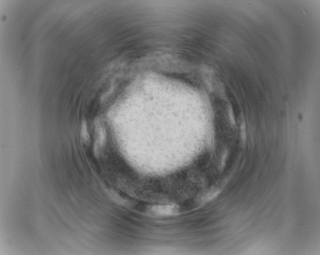 X0000066000089200603172216