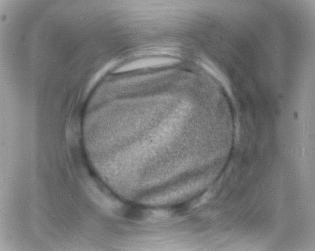 X0000066000107200603172215