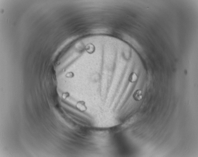 X0000066000155200603172214