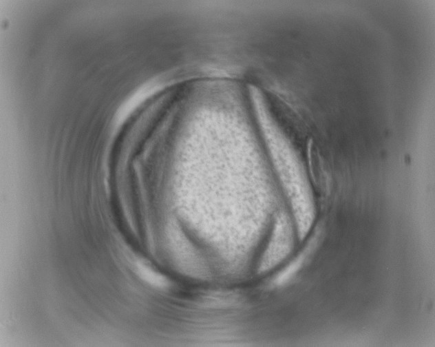 X0000066000246200603172212