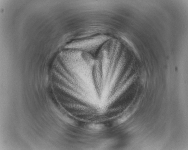 X0000066000261200603172212