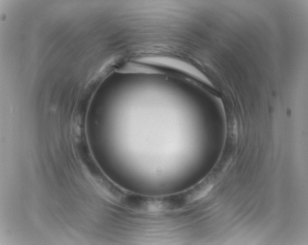 X0000066000264200603172213