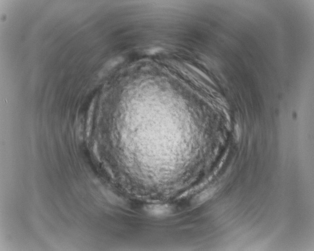 X0000066000273200603172213