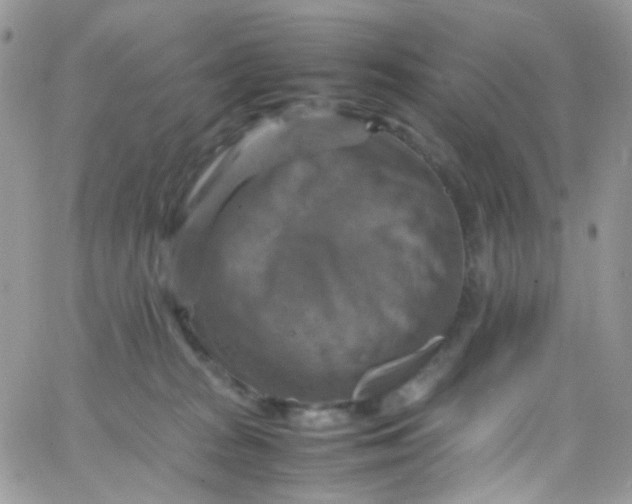 X0000066000277200603172213