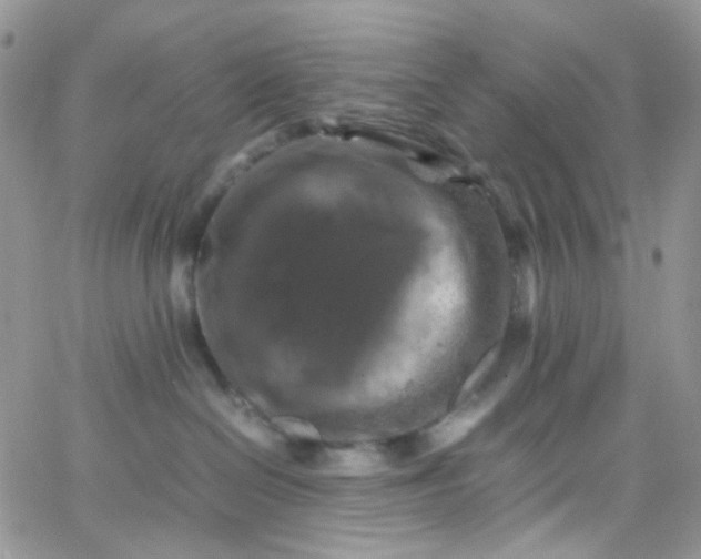 X0000066000286200603172213