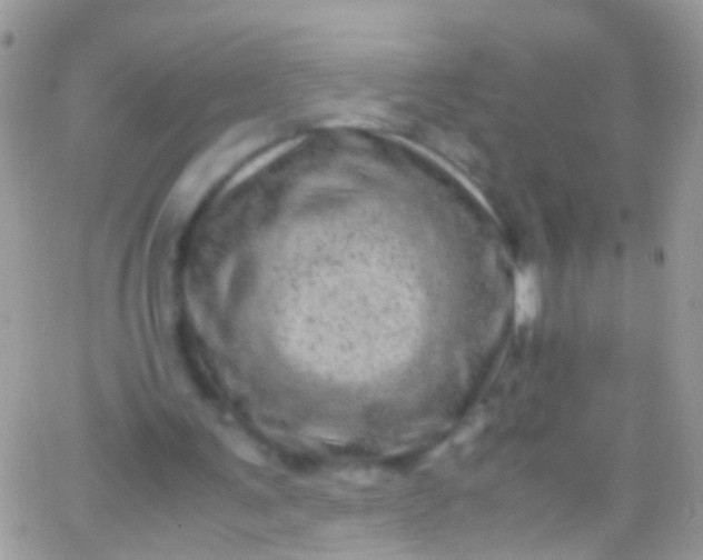 X0000066000291200603172212
