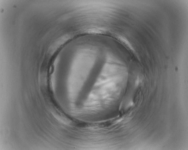 X0000066000299200603172212