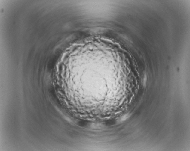 X0000066000327200603172211