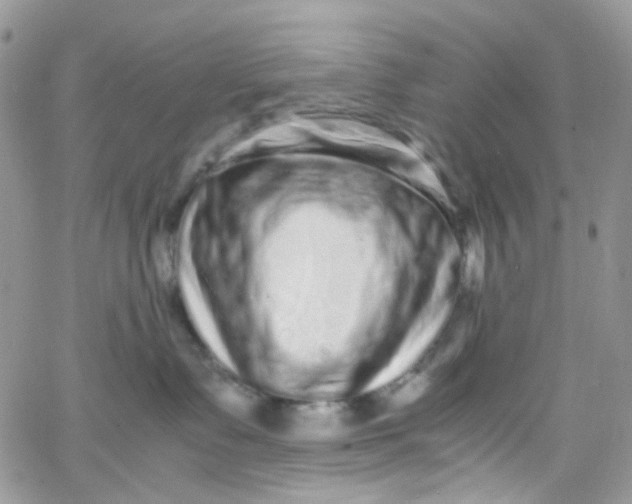X0000066000335200603172211
