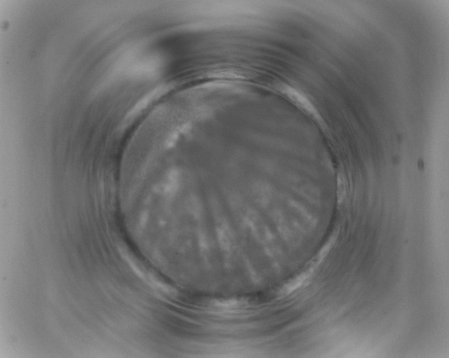 X0000066000349200603172211