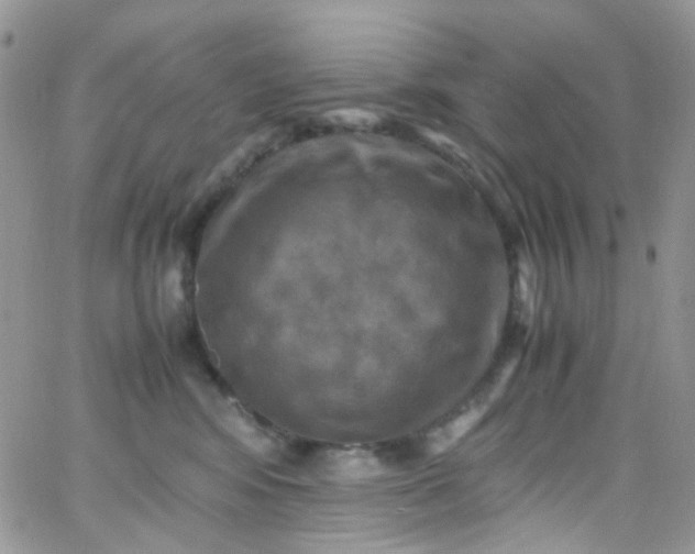 X0000066000424200603172210