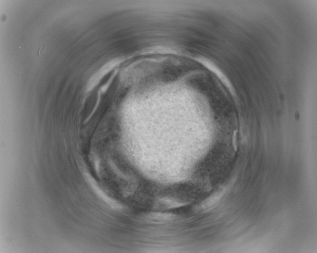 X0000066000437200603172209