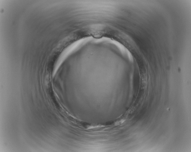 X0000066000503200603172209