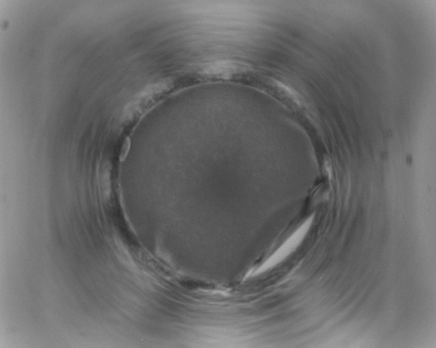 X0000066000504200603172209