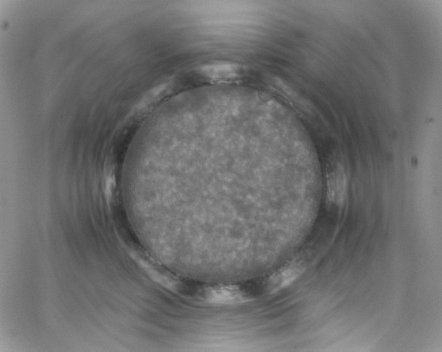 X0000066000618200603172207