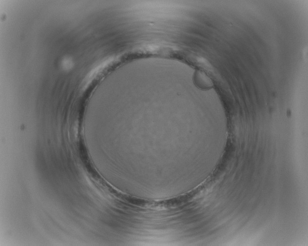 X0000066000640200603172206