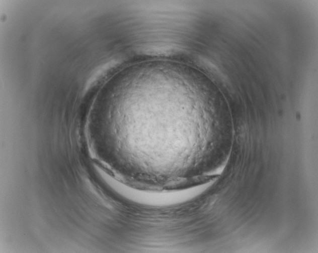 X0000066000688200603172206