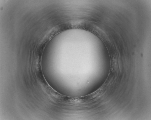 X0000066000698200603172205