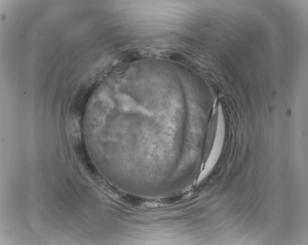 X0000066000699200603172205