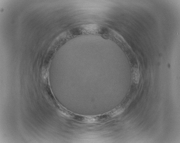 X0000066000701200603172205