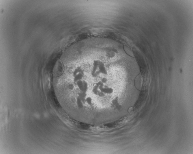 X0000066000703200603172205