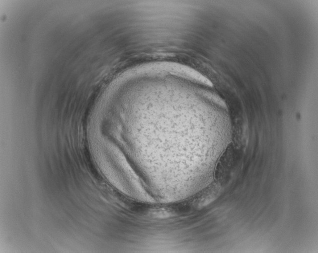 X0000066000704200603172205