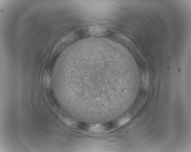 X0000066000705200603172205