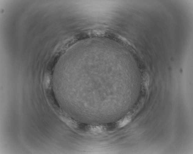 X0000066000709200603172205