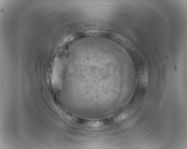 X0000066000711200603172205