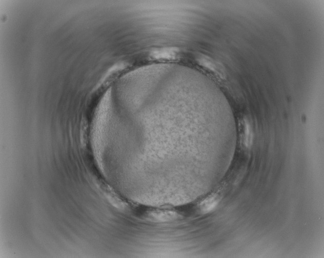 X0000066000712200603172205