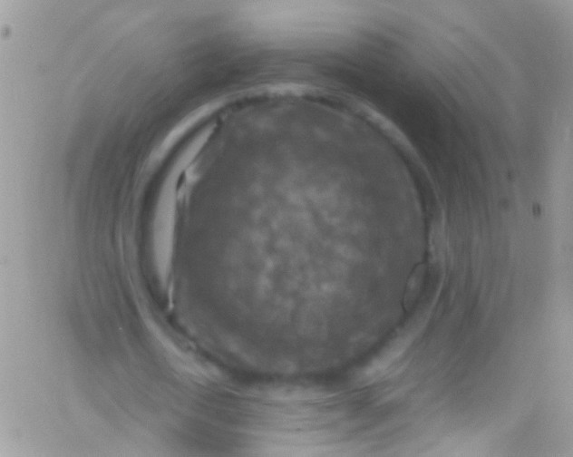 X0000066000722200603172204