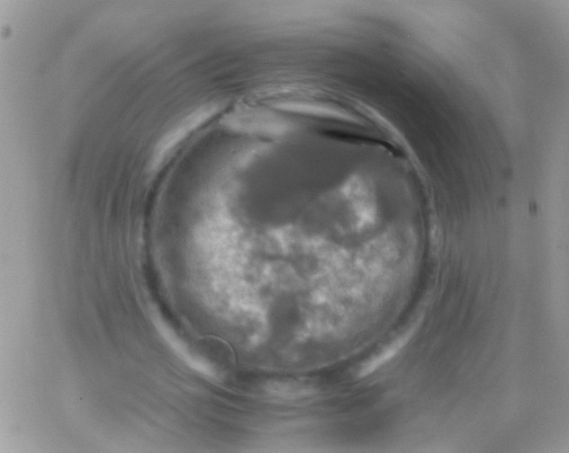 X0000066000725200603172204