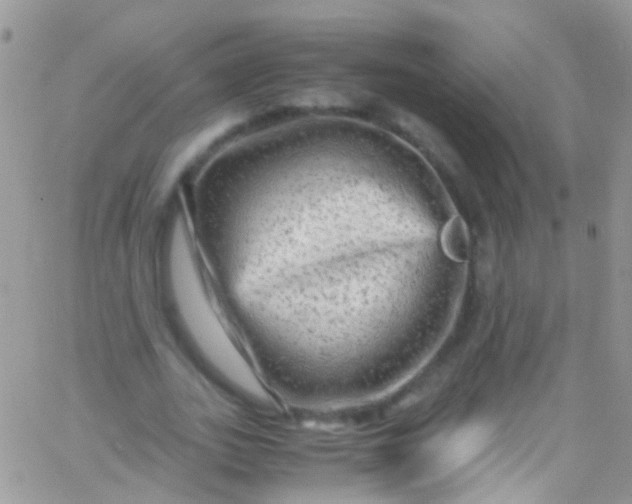 X0000066000727200603172204