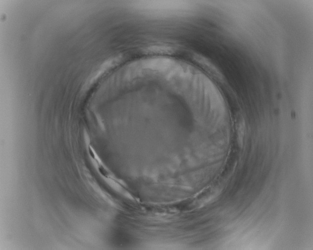 X0000066000729200603172204