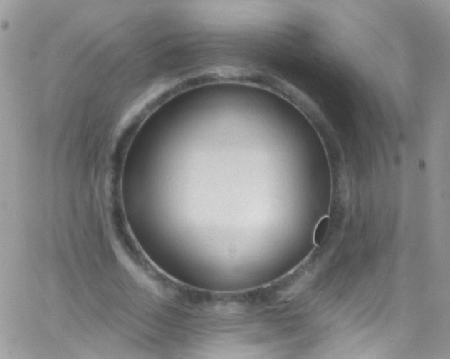 X0000066000730200603172204