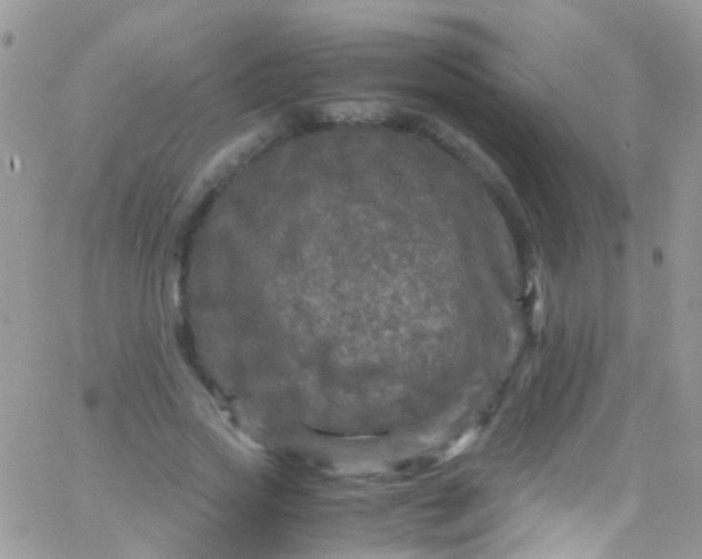 X0000066000733200603172205