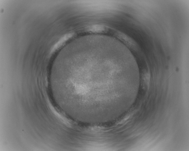 X0000066000734200603172205