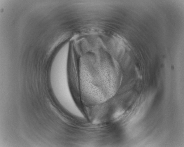 X0000066000735200603172205