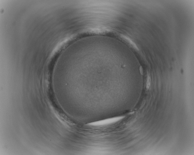 X0000066000736200603172205