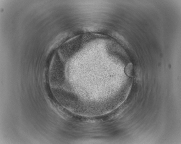 X0000066000738200603172205