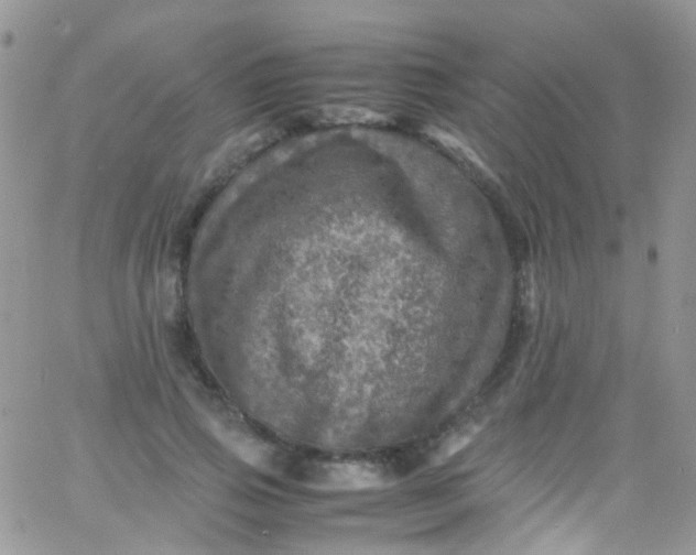 X0000066000741200603172205