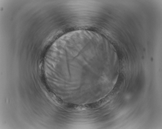 X0000066000742200603172205