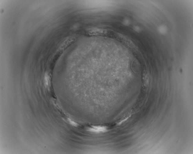 X0000066000753200603172205