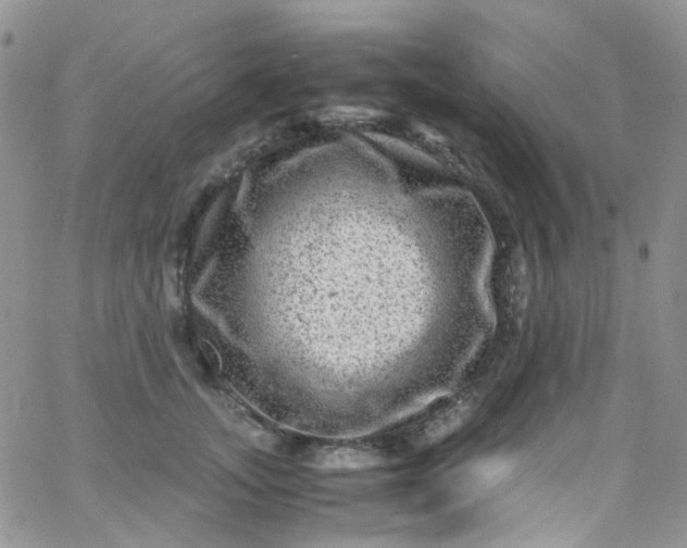 X0000066000755200603172205