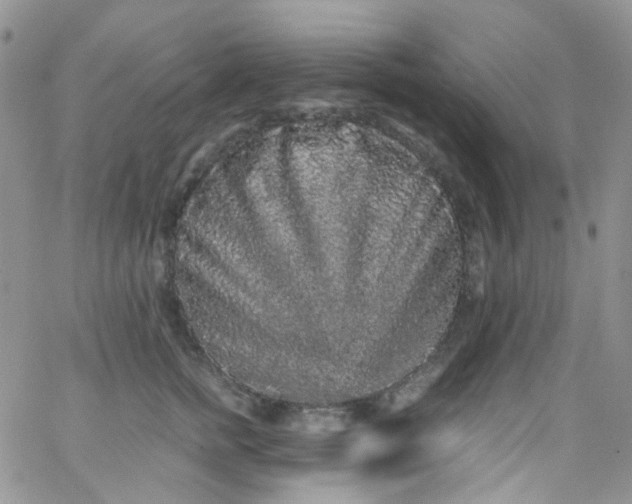 X0000066000758200603172205