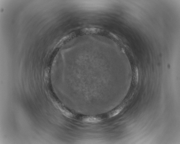 X0000066000759200603172205