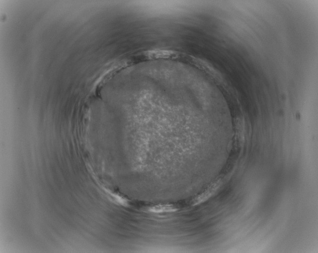 X0000066000761200603172205