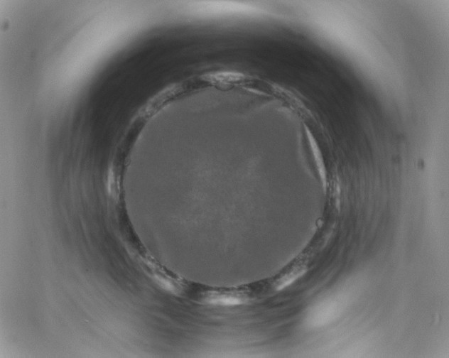 X0000066000763200603172205